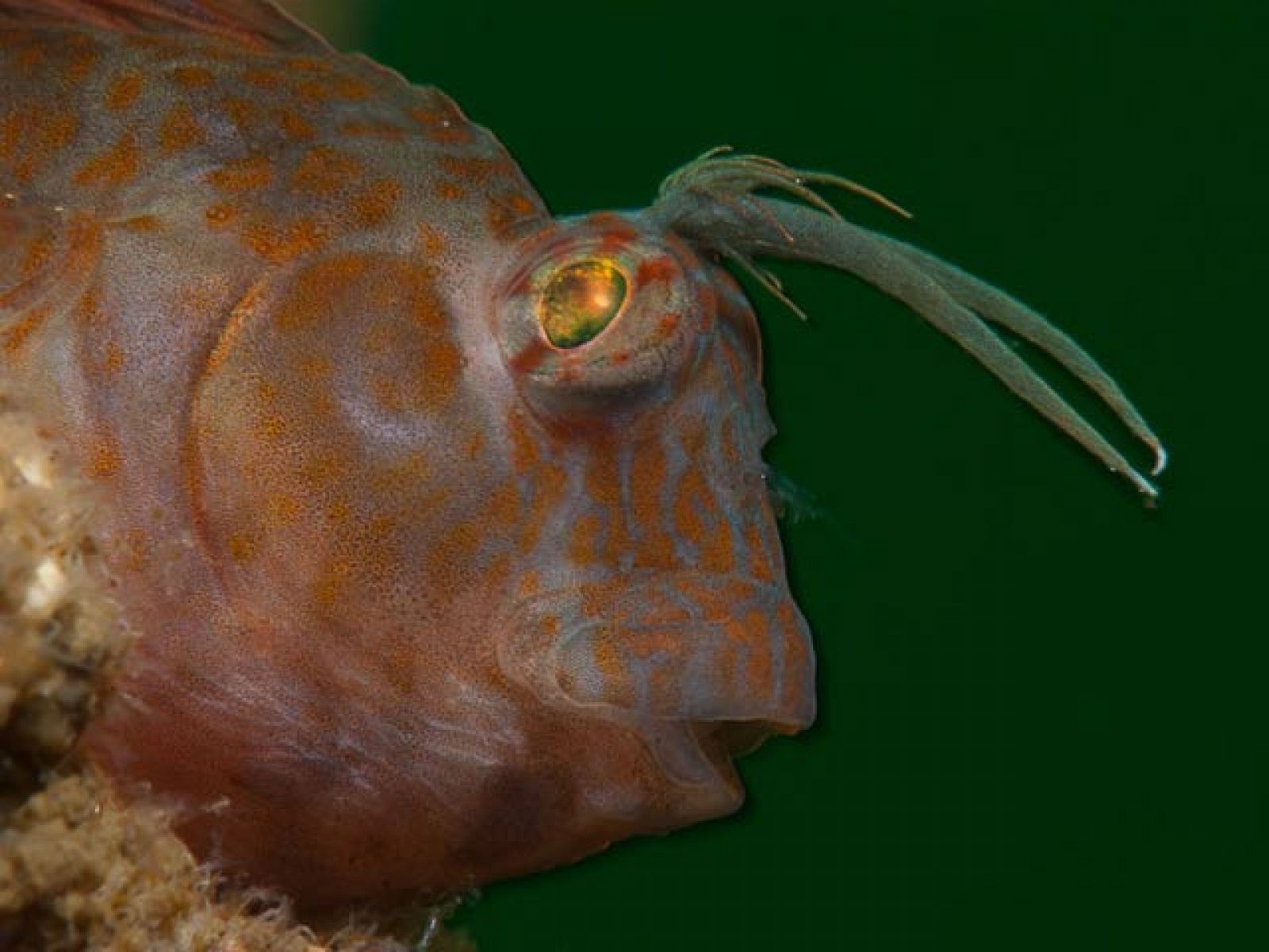 Las especies encontradas bajo el vertido de petróleo del Golfo de México