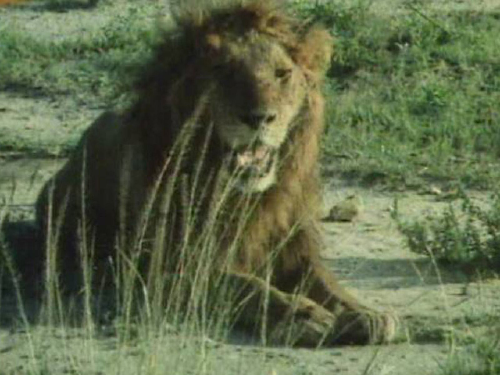 Los leones de la Virunga (Robinson en África)