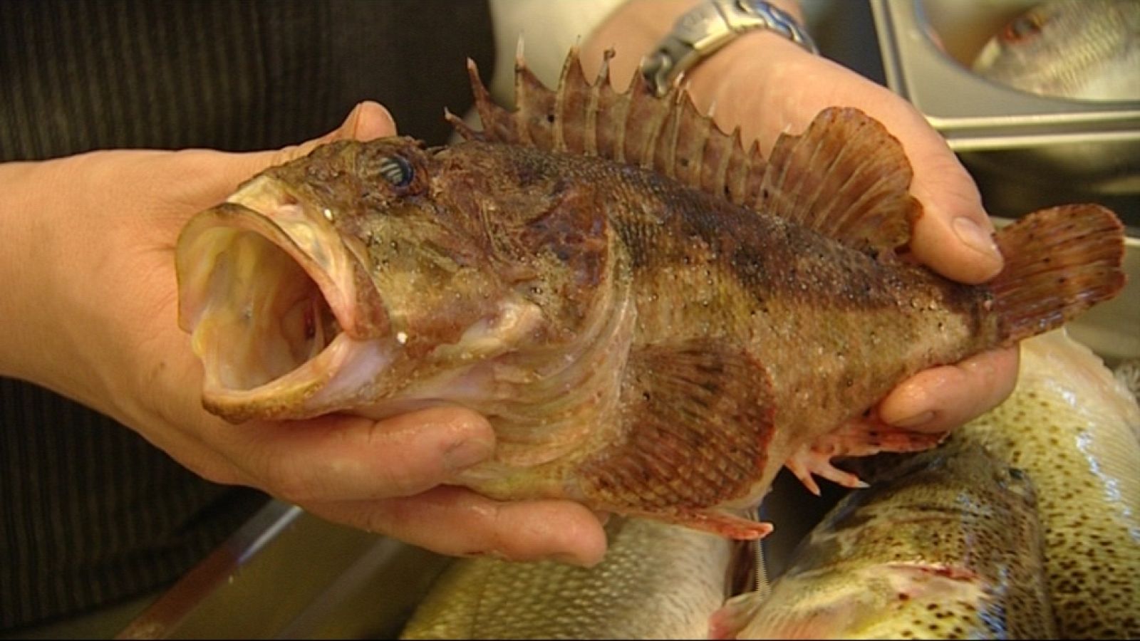 El escarabajo verde - Pescado low-cost