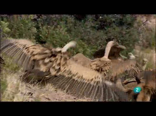 Biodiario - 20/09/10