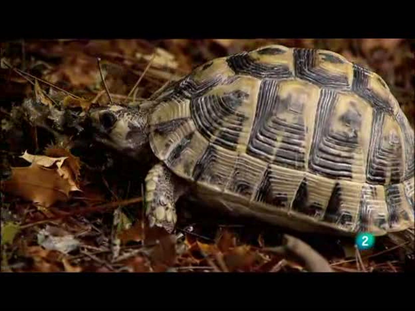Biodiario - Los incendios la están poniendo en peligro - Biodiario | Ver