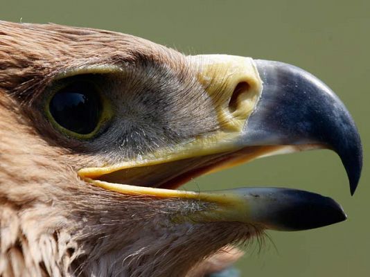 El águila imperial - 1