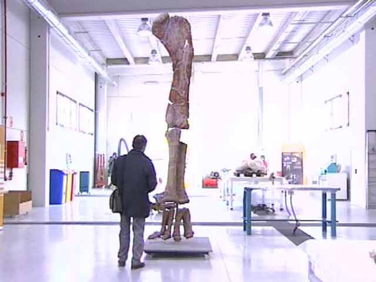 En Teruel han enseñado un fémur de casi dos metros de longitud. Perteneció a un dinosaurio que, según los científicos, pudo ser el más grande Europa. 