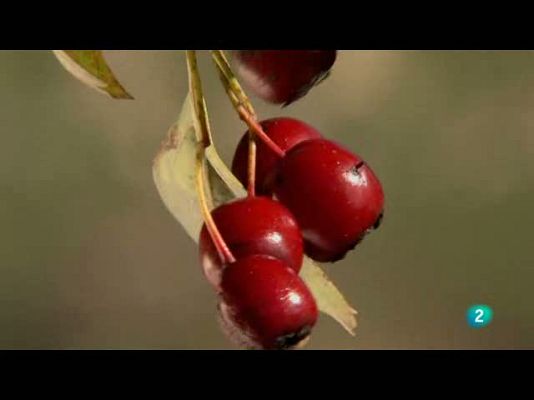 Biodiario - La sangre necesita de un arbusto