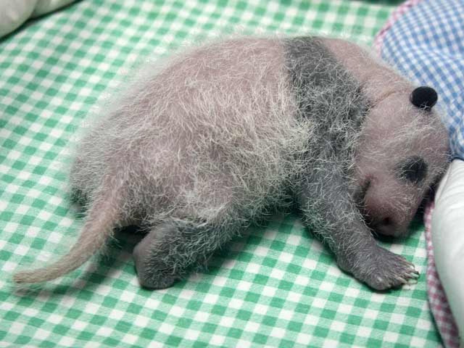 A los pandas de Madrid ya les 'salen los colores'