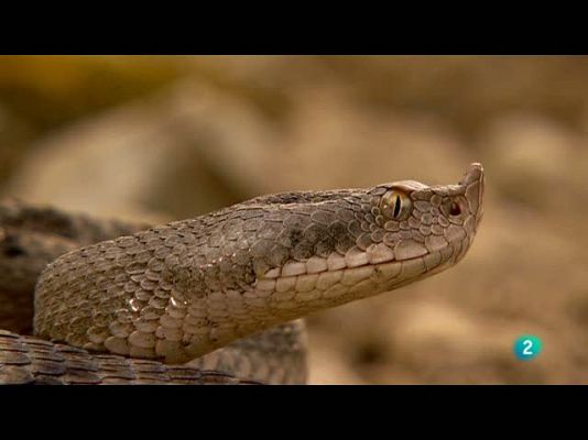 Biodiario - La víbora hocicuda no es agresiva