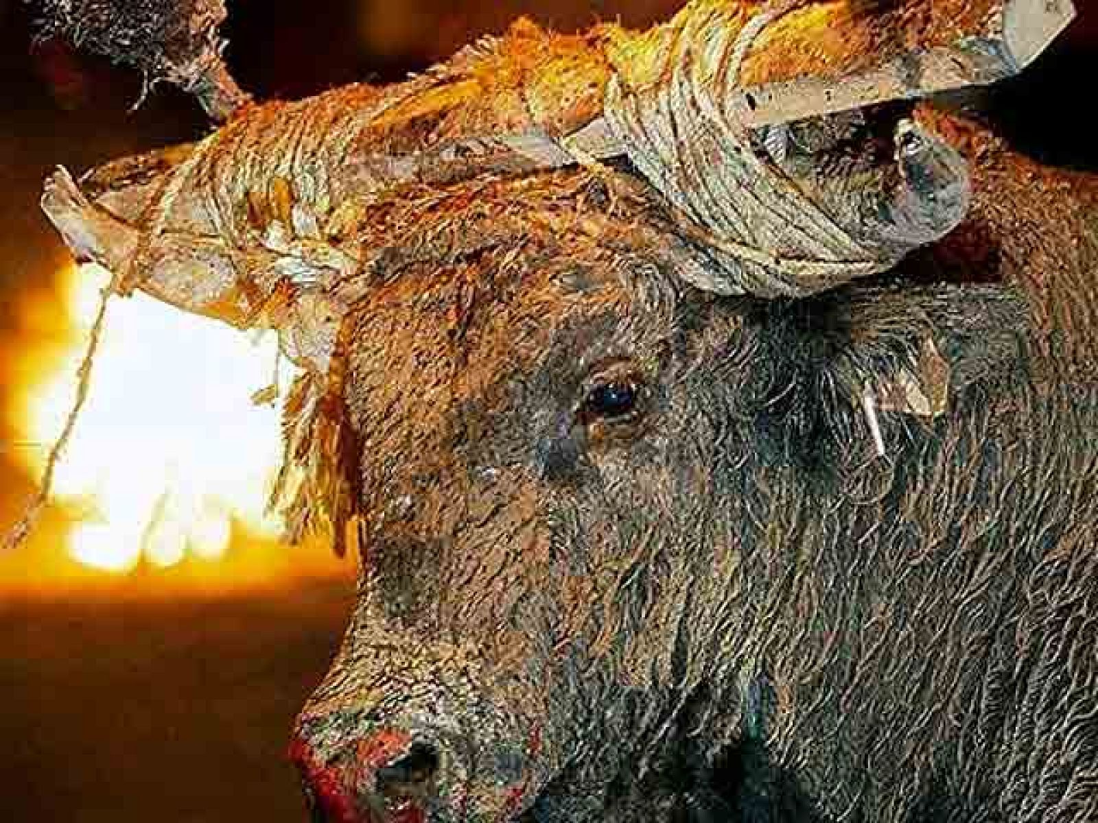Extremadura ha prohibido los toros embolados y ensogados en los festejos populares. Se pretende garantizar la seguridad de las personas y de los animales. Esta iniciativa se lleva a cabo después de que Cataluña blindase los correbous dos meses después de prohibir las corridas de toros.