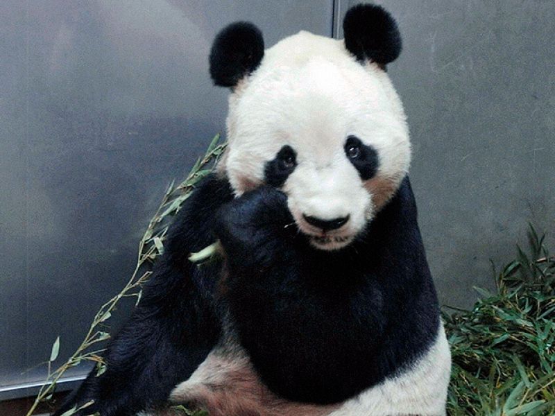 Cuidados especiales para los osos panda en China