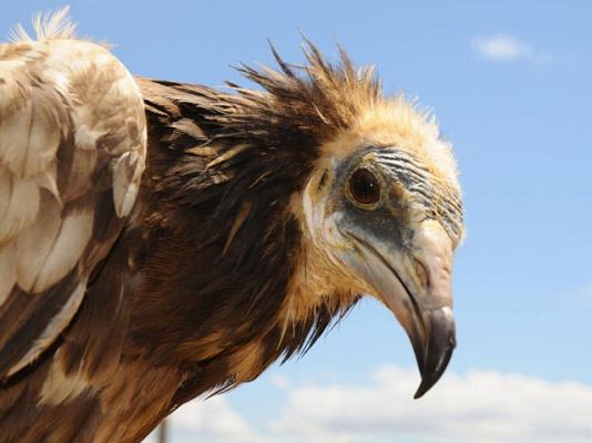 Ciencia y tecnología en Rtve.es - Alimoches