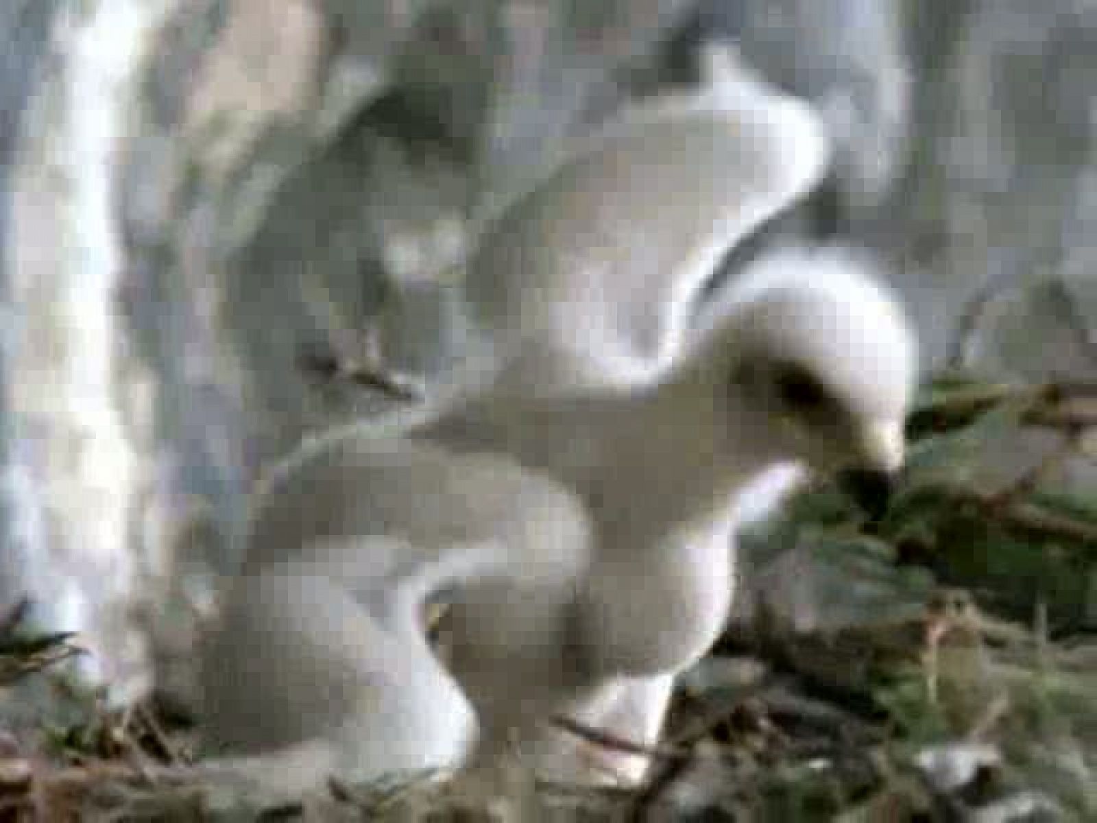 El Hombre y la Tierra (Fauna Ibérica)