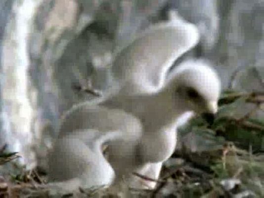 El hombre y la Tierra - Fauna Ibérica