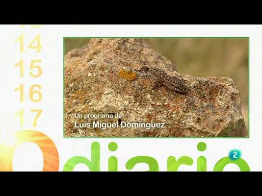 Biodiario - La salamanquesa dorada