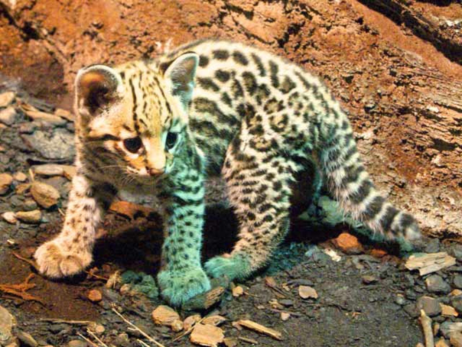 Un cachorro de ocelote, el nuevo príncipe de Faunia