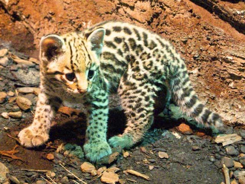 Un cachorro de ocelote, el nuevo príncipe de Faunia