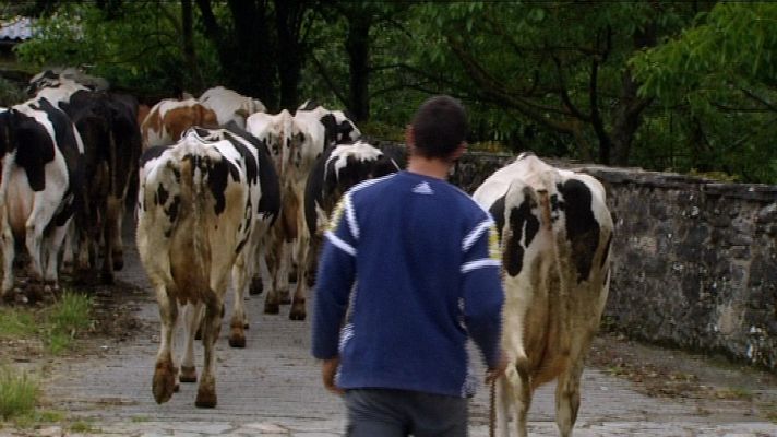 El escarabajo verde - Vendo una vaca lechera