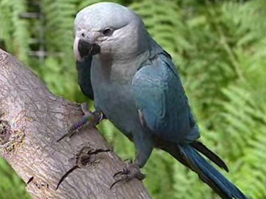  - Recuperar al guacamayo de spix