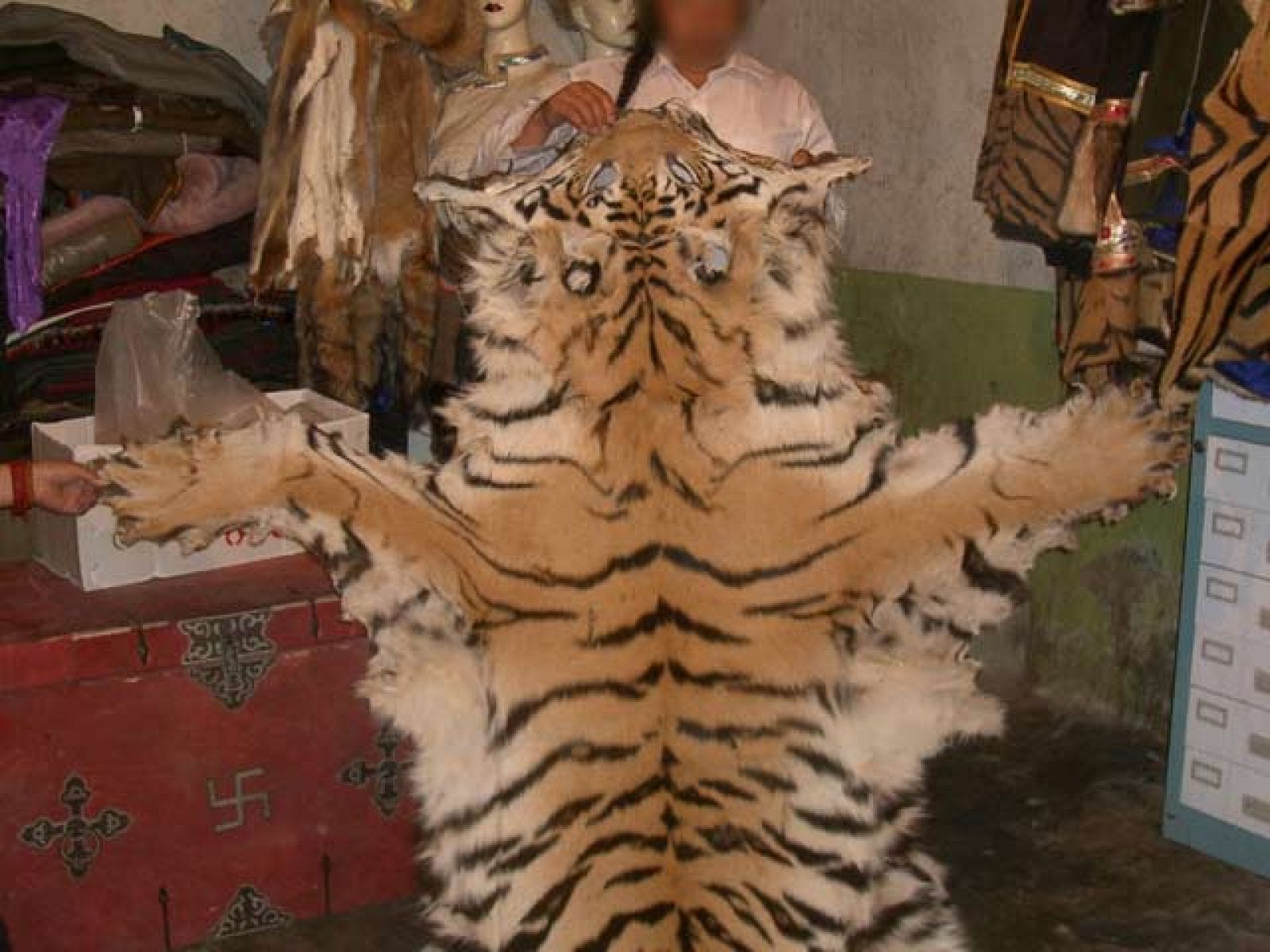 Tigres en peligro de extinción por el comercio ilegal
