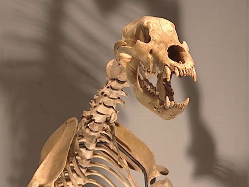 Subasta de dinosaurios