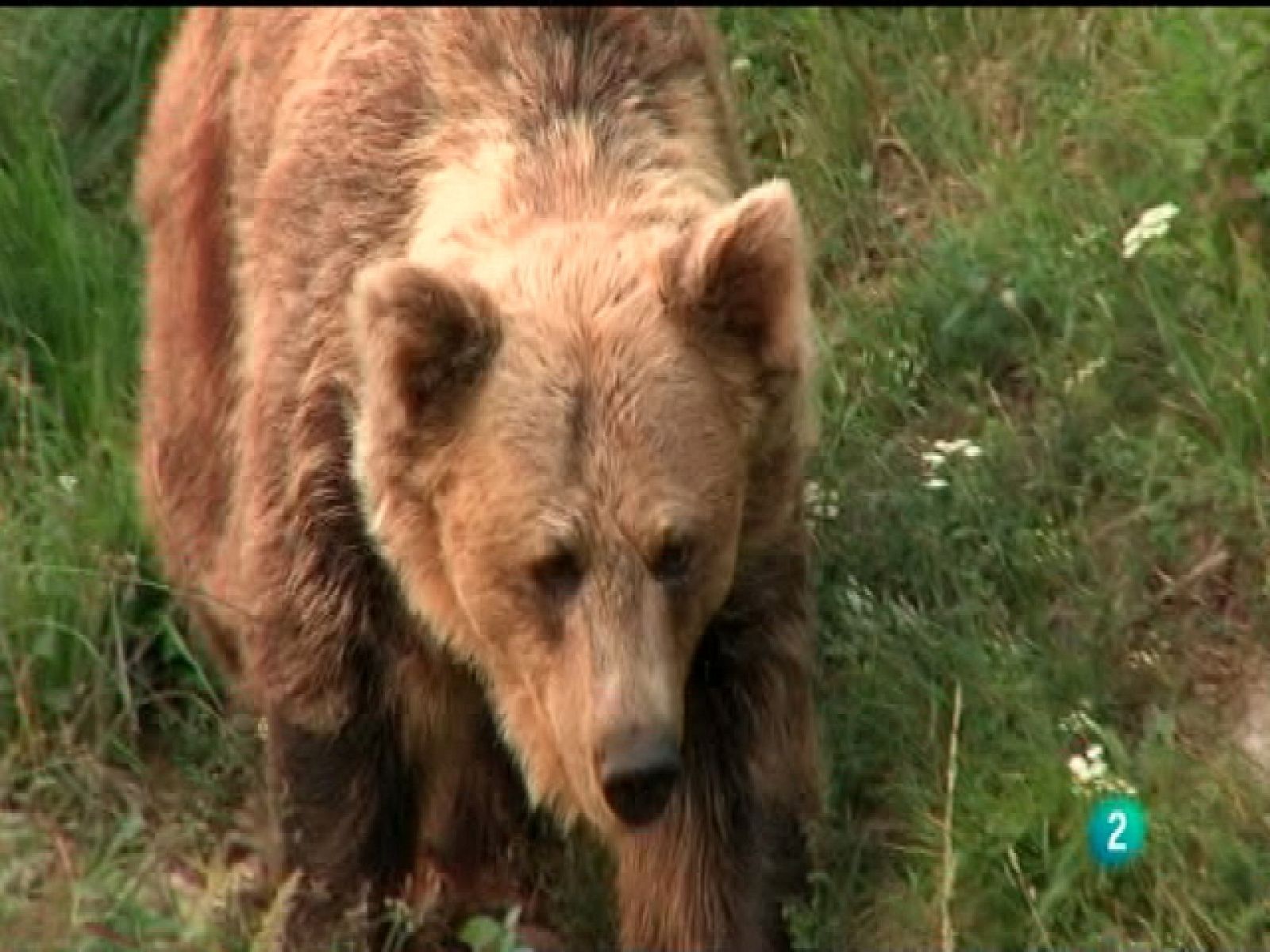 La aventura del Saber: La aventura del saber - Naturaleza y Medio Ambiente - 04/10/10 | RTVE Play