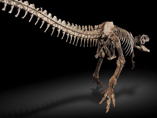 Ciencia y tecnología en Rtve.es - Subasta de esqueleto de dinosaurio