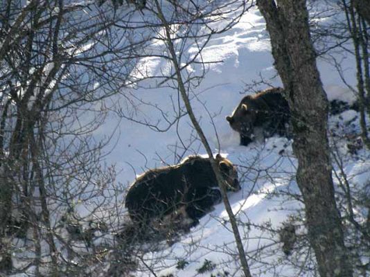 Hembras de oso pardo y sus crías