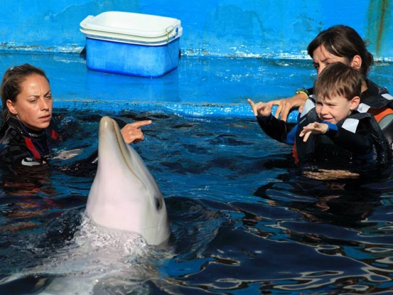 Delfinoterapia en el Oceanogràfic de Valencia