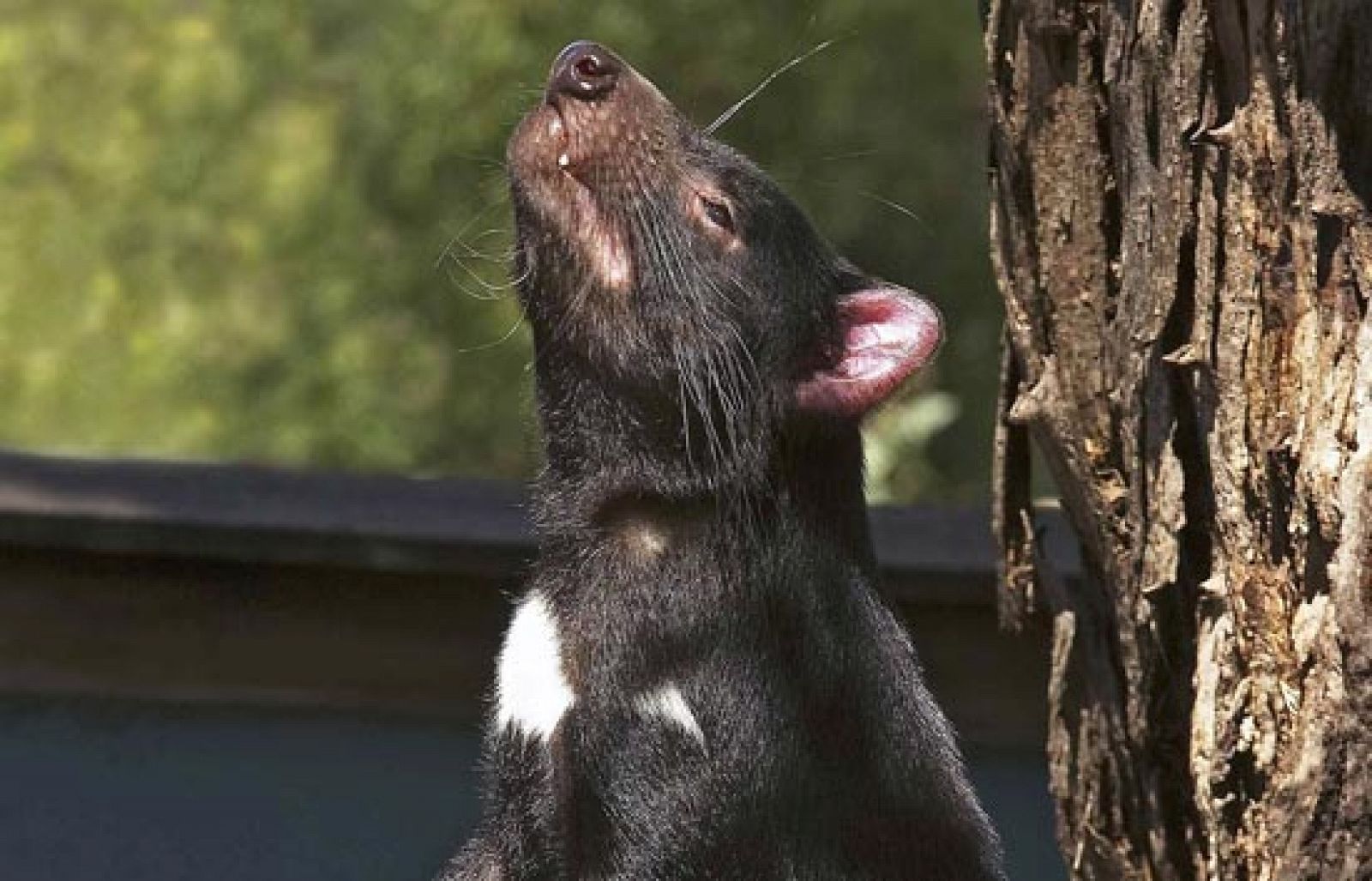 El diablo de Tasmania en peligro de extinción