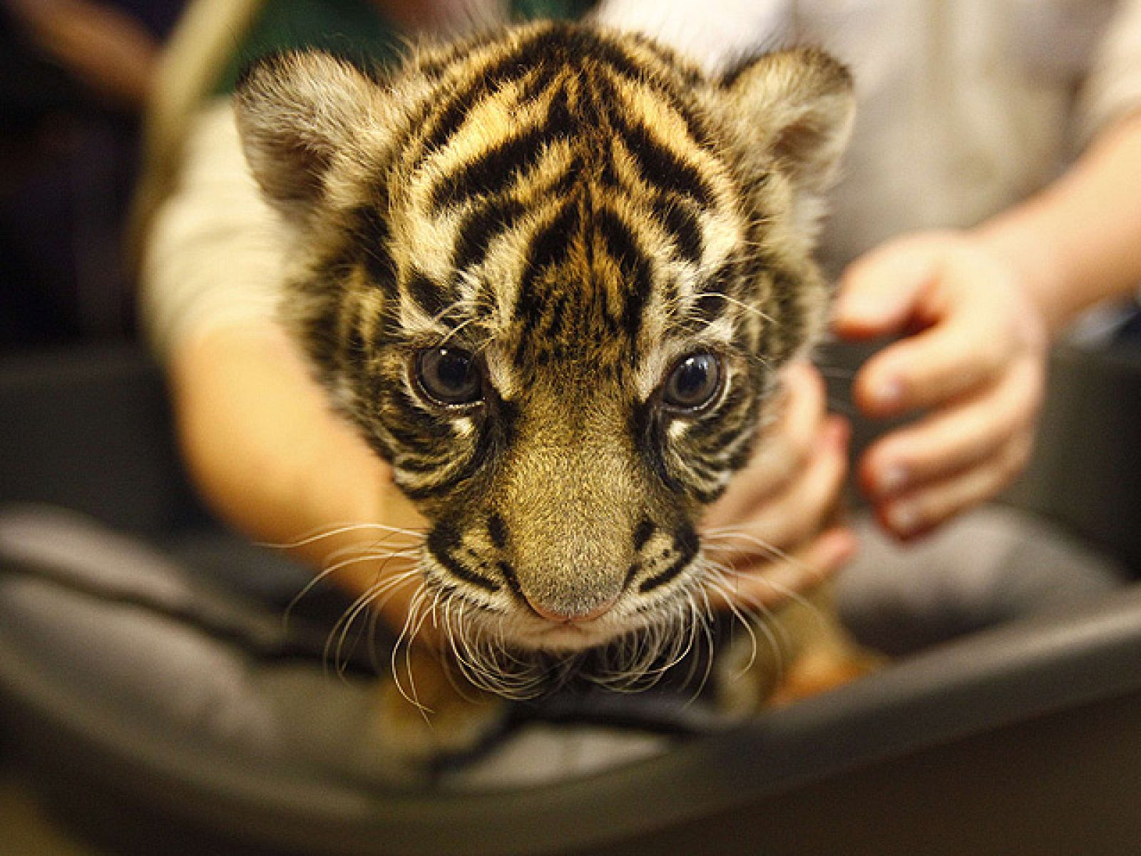 Campaña ecologísta para salvar a los tigres