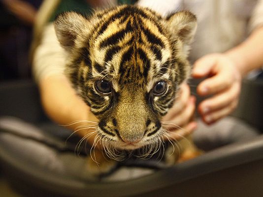 Campaña para salvar a los tigres