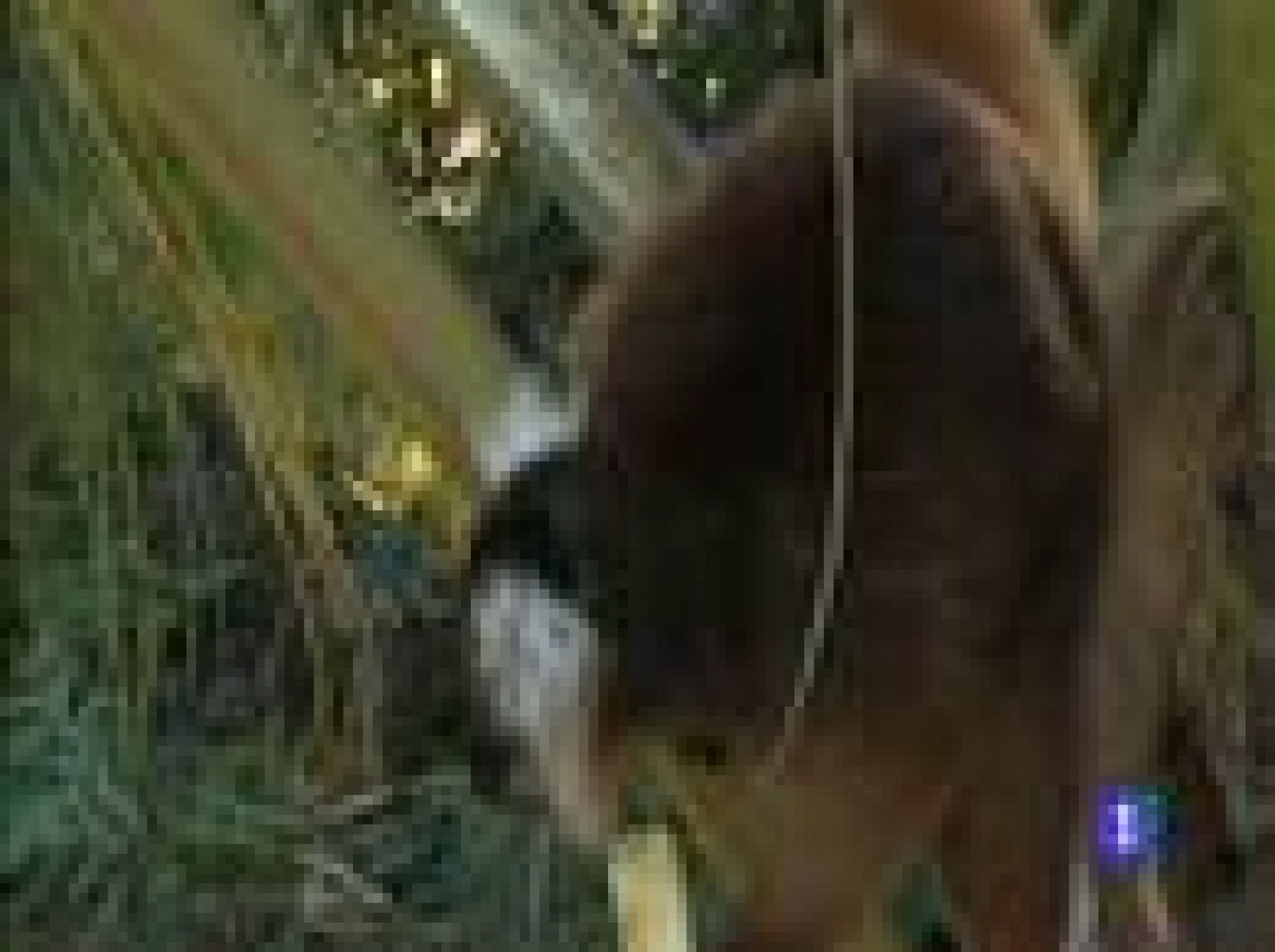 Españoles en Madagascar, Luis