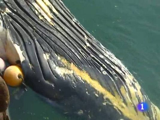 TeleCantabria - Telecantabria - 13/10/10