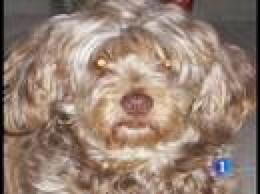  - Custodia compartida de un perro