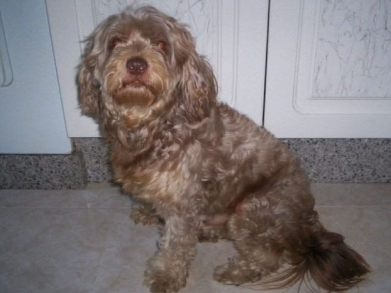 Custodia compartida de un perro