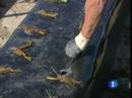  - Es época de plantar la fresa