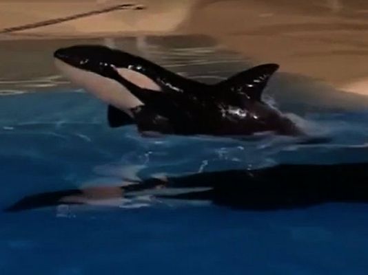 Nace la primera orca en España