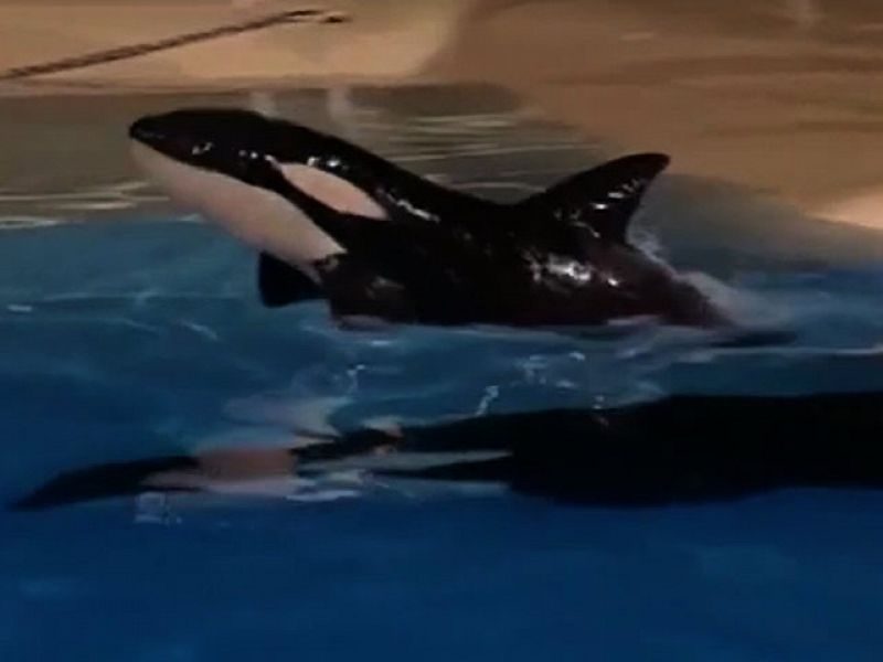 Nace la primera orca en cautividad en España