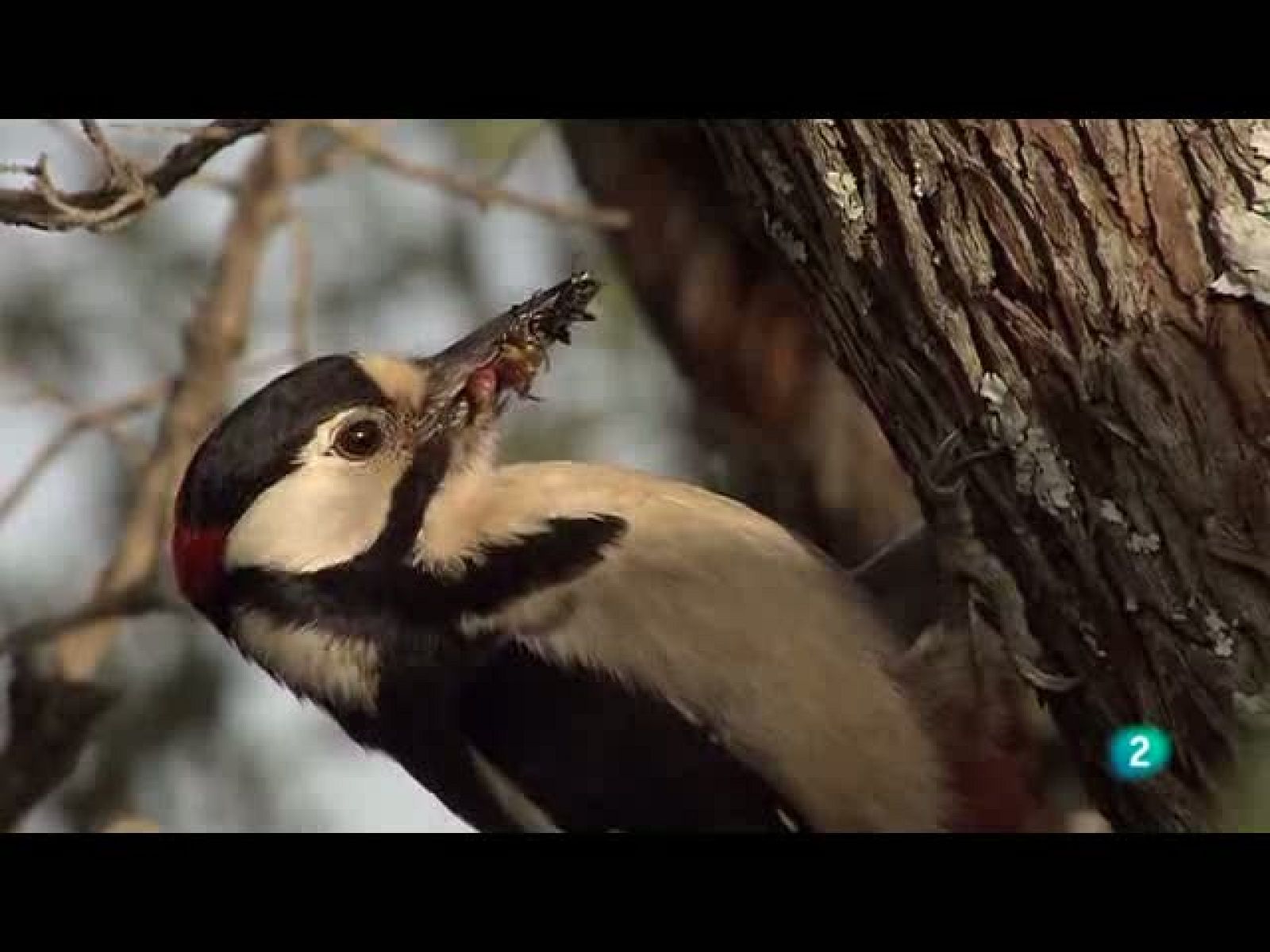 Biodiario - 14/10/10 - Biodiario | Ver