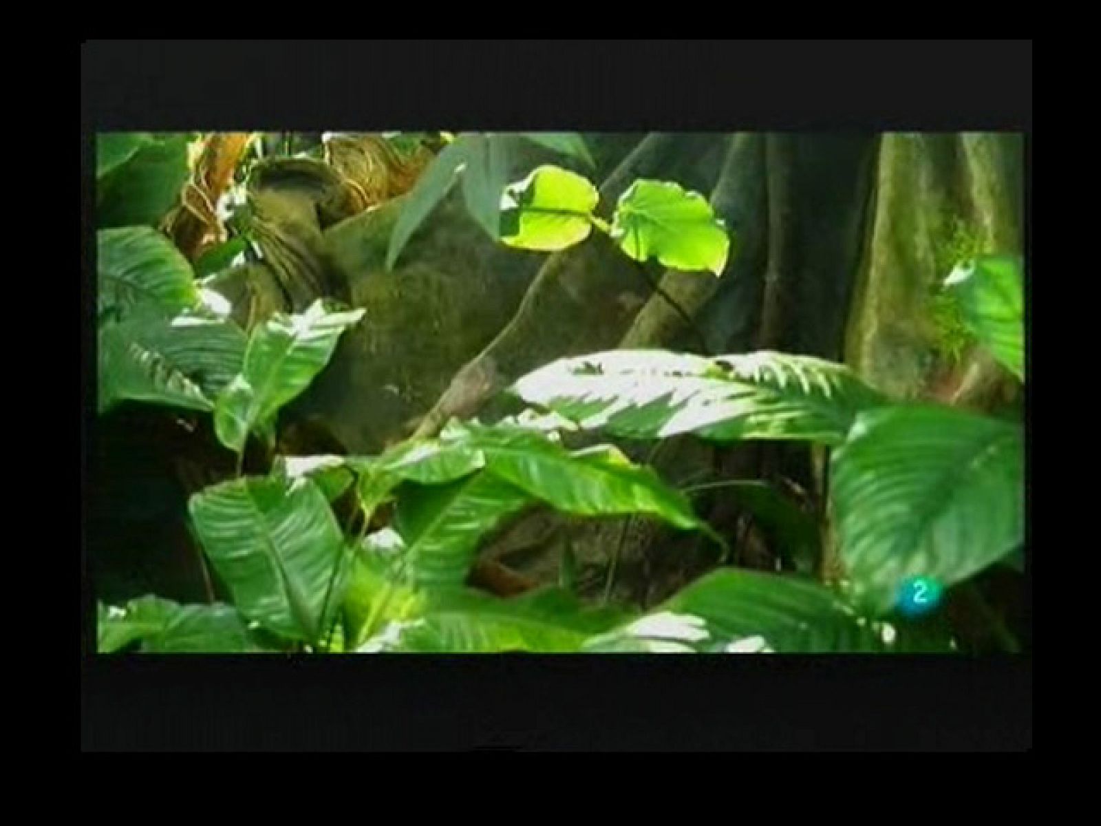 Reportaje El bosque inundado