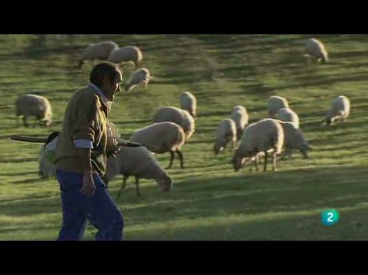 Biodiario - Ovejas rubias