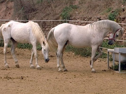 El escarabajo verde - Mascotas con fecha de caducidad