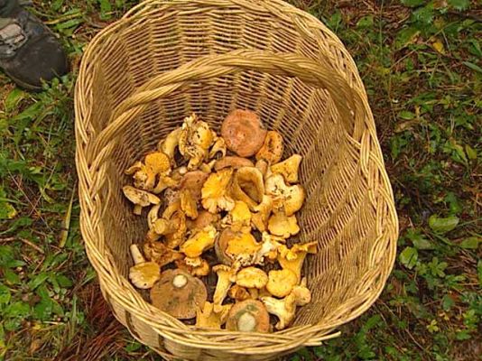  - Comienza la temporada de setas