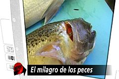 Repor - El milagro de los peces