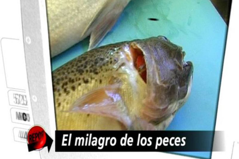 Repor: El milagro de los peces (19/10/10)