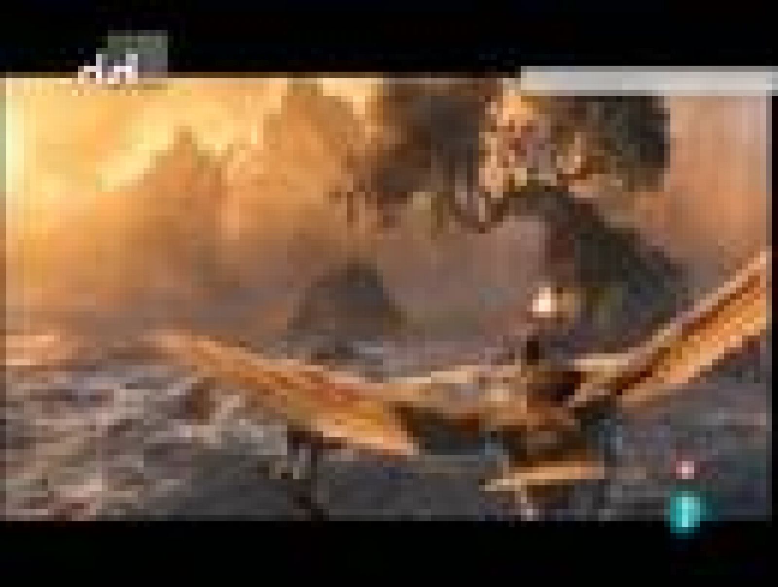 Días de cine - 'Ga'Hoole: La leyenda de los guardianes', de Zack Snyder | Ver