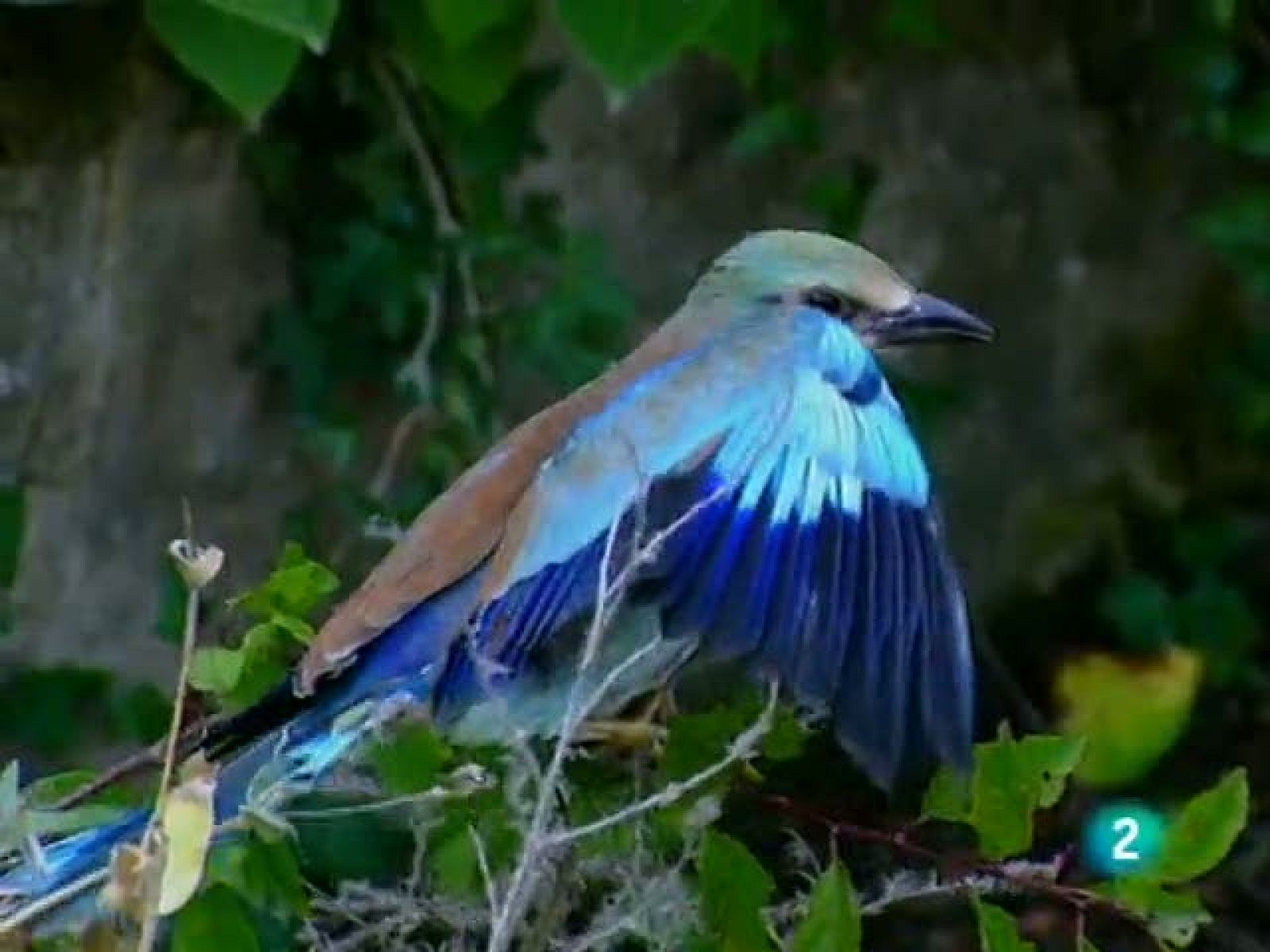 Racons de verd (22/10/2010)