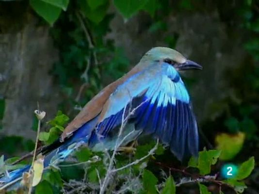 Racons de verd - Collserola