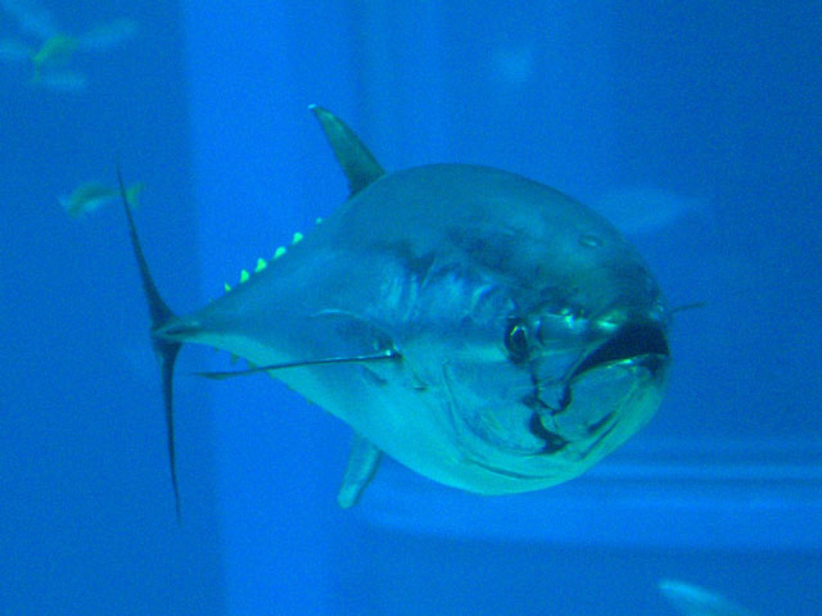 Cría en cautividad del atún rojo, en Murcia