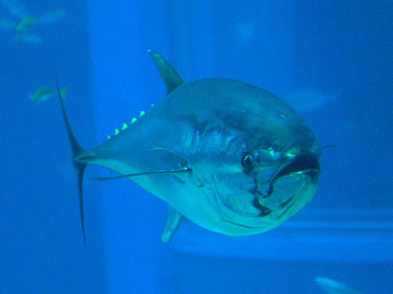Cría en cautividad del atún rojo, en Murcia