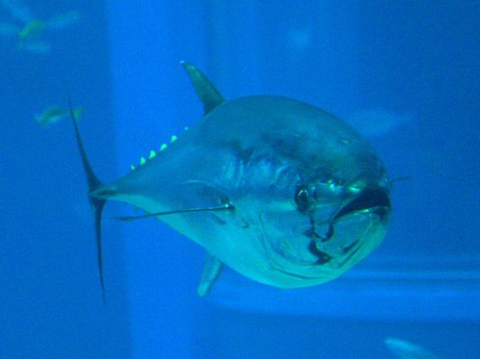 UE no reduce pesca del atún rojo