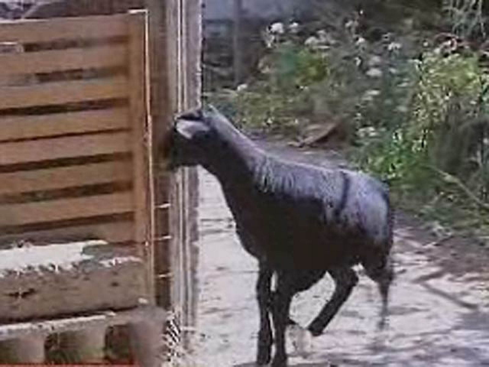 Nace un cordero en Gran Canaria con 5 patas y 6 pezuñas